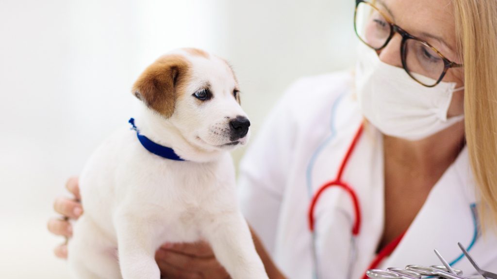 Veterinarian wearing a mask examines a white puppy with a brown ear patch and blue collar.