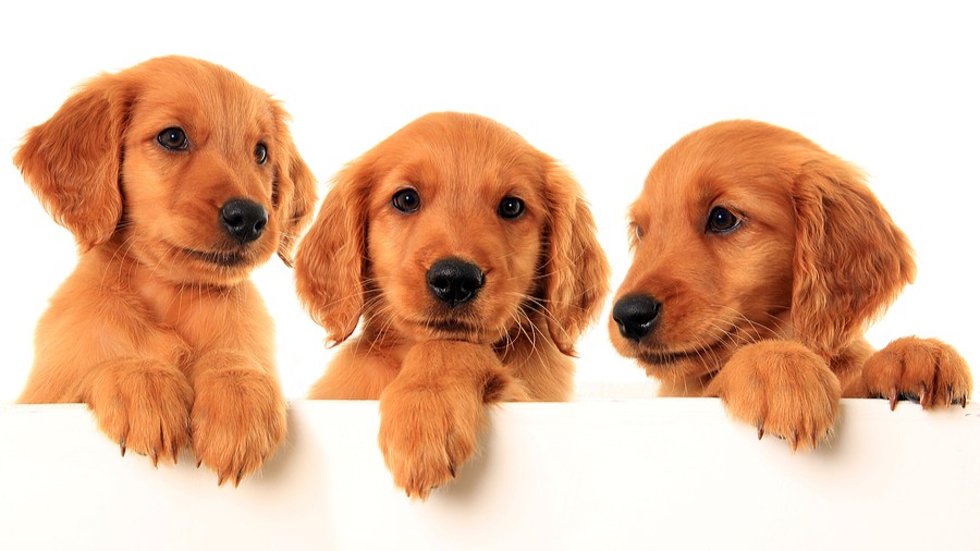 Three golden retriever puppies peering over a white ledge.