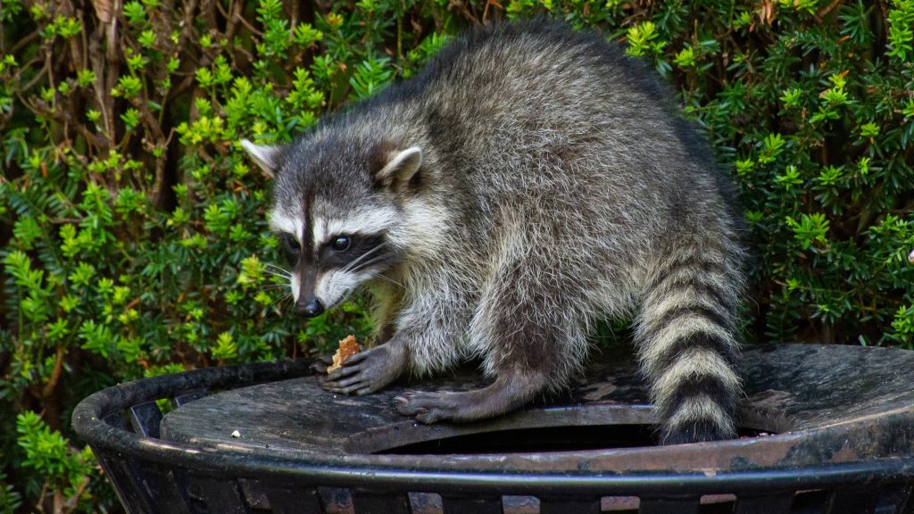 Raccoon holding a small piece of food while sitting on a dark outdoor platform among green shrubs.