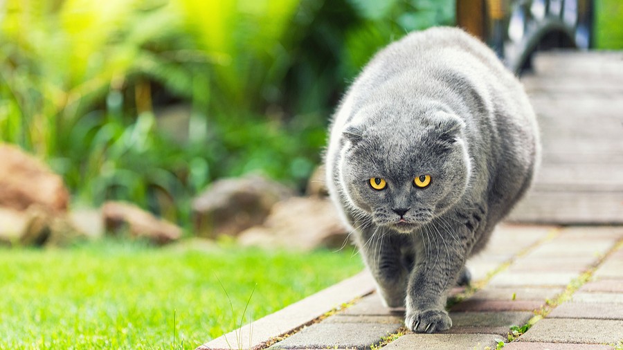 Gray cat with bright yellow eyes walking toward the camera on a garden path.